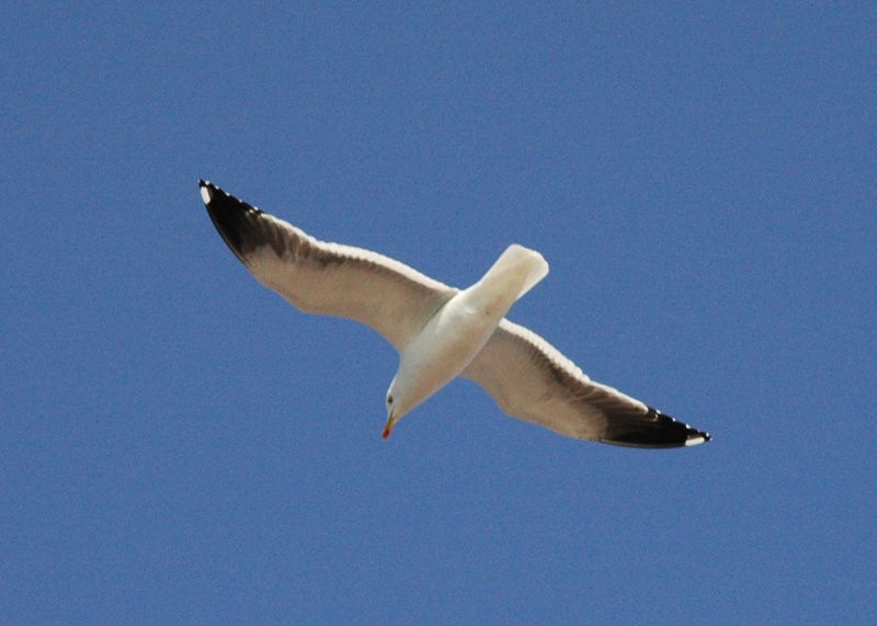 060419_seagull.jpg