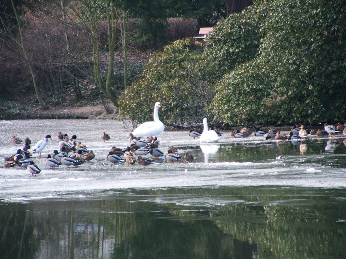 Ducks on ice1.JPG