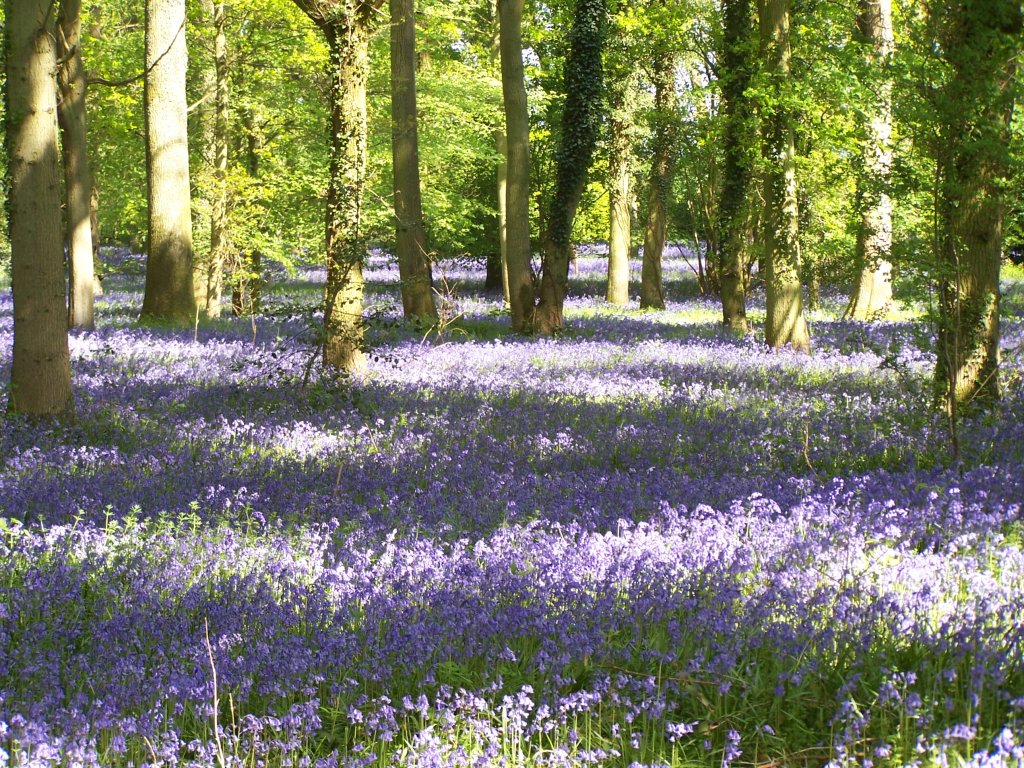 Bluebells 1.JPG