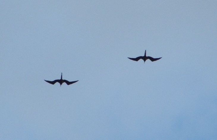 Frigate Birds.JPG