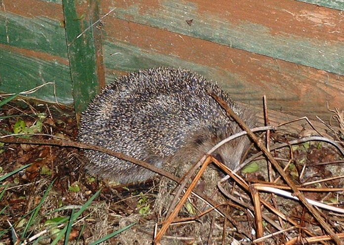 Fully Grown Hedgehog