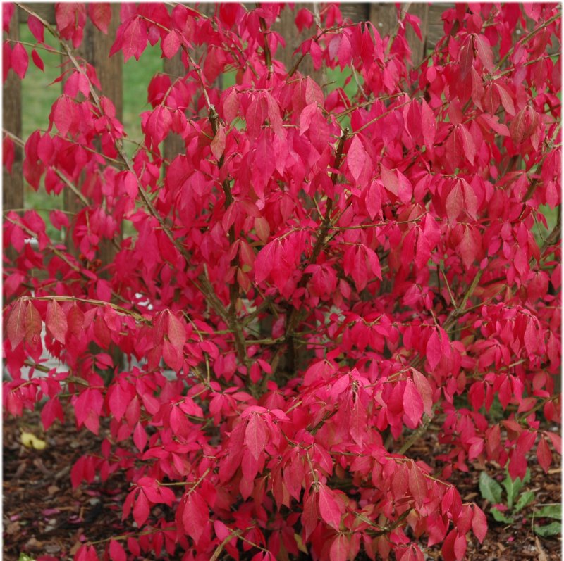 061112_euonymus.jpg