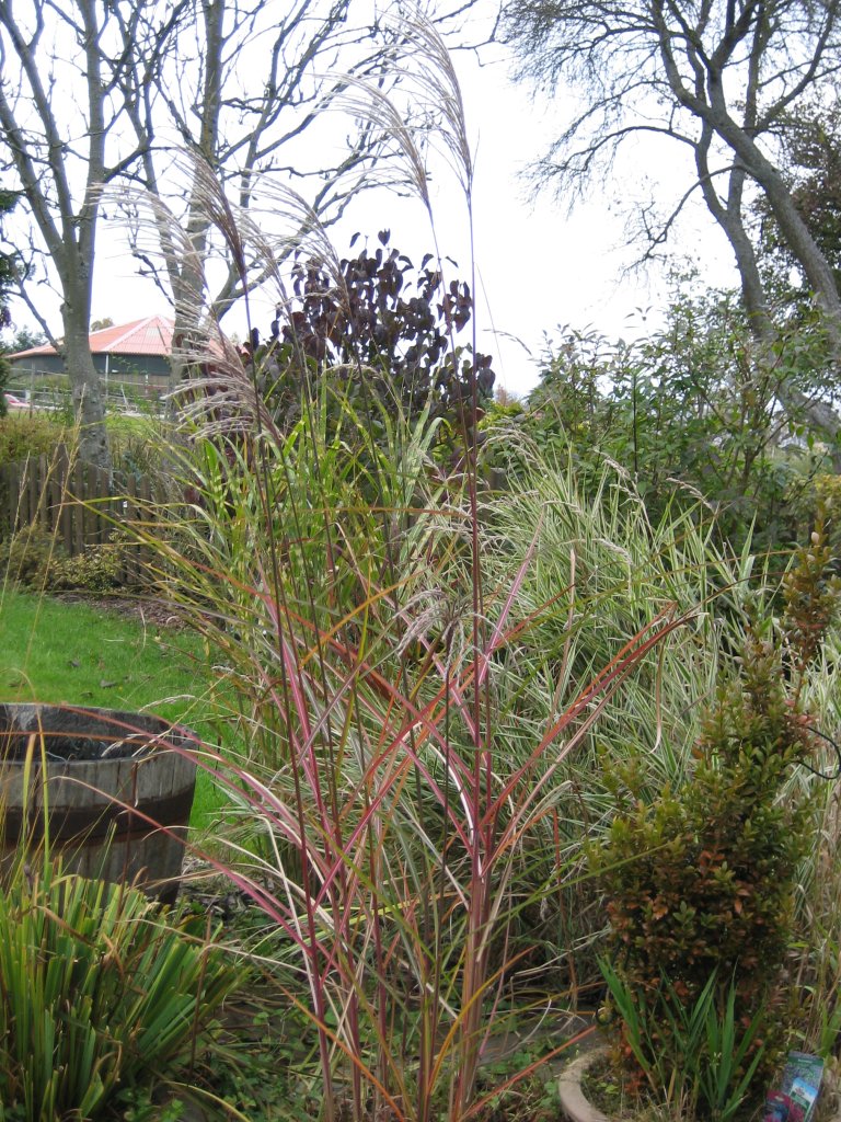 071026_garten04.JPG