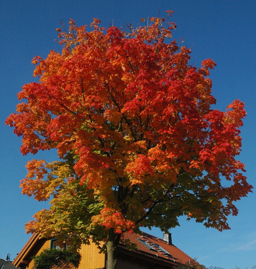 080928_maple.jpg