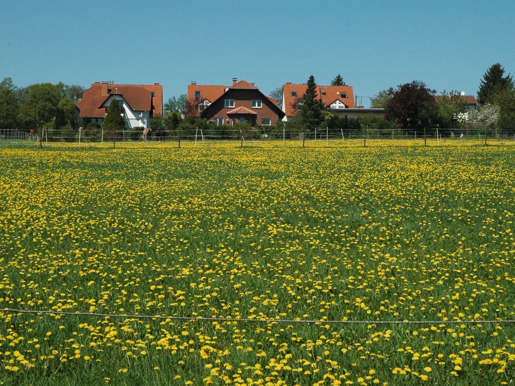 080510_dandelions.jpg