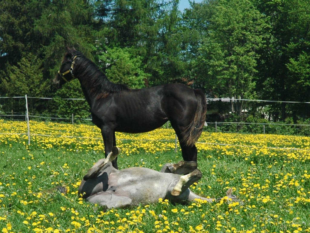 080510_horses.jpg