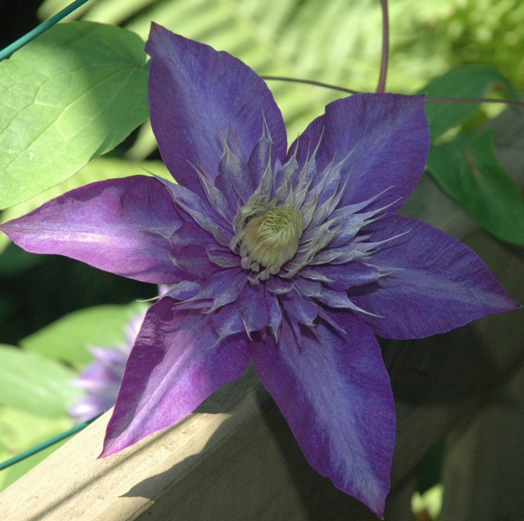 clematis.jpg