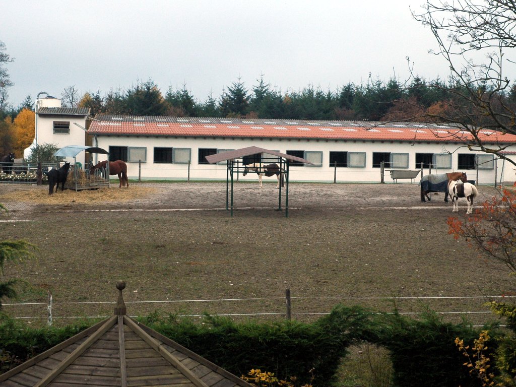 081106_horses.jpg