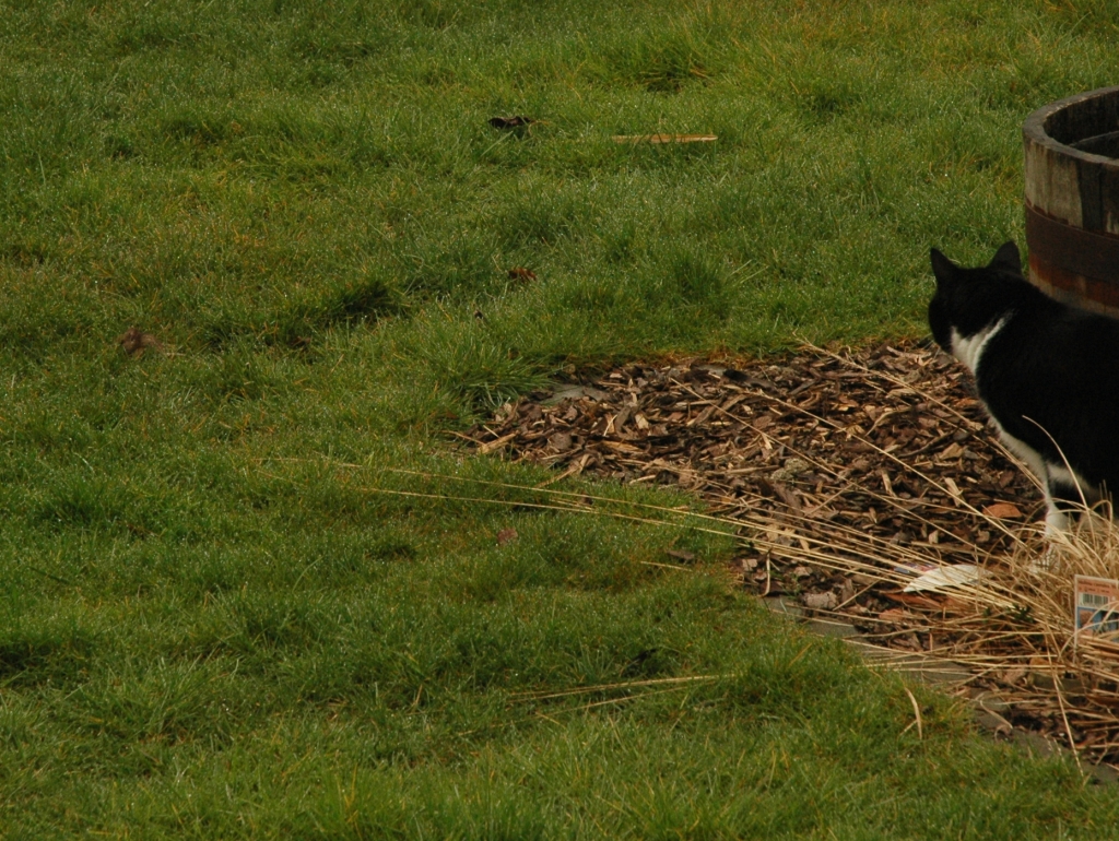 070331_mouse-hunt02.jpg