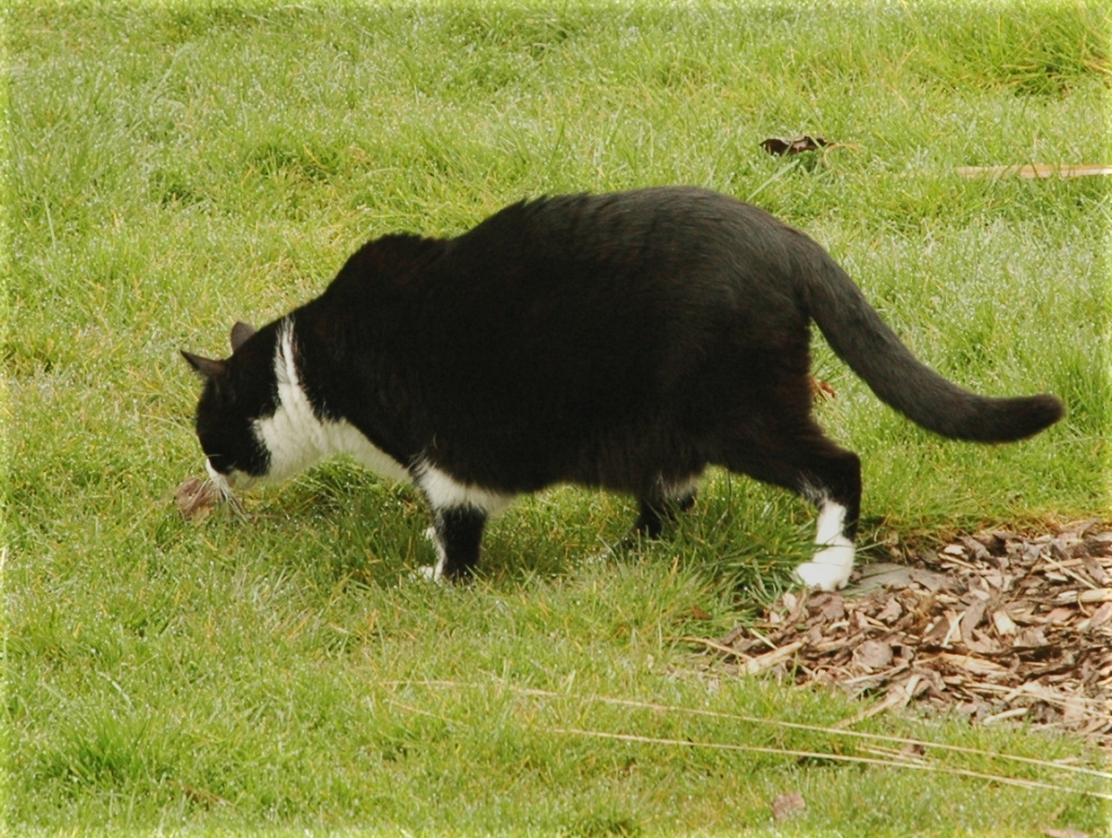 070331_mouse-hunt03.jpg