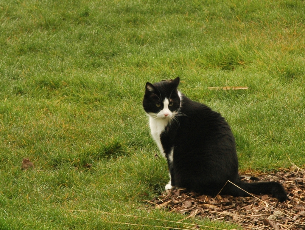 070331_mouse-hunt04.jpg