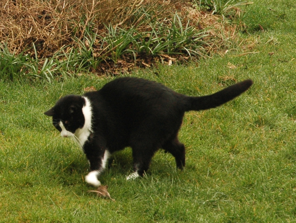 070331_mouse-hunt05.jpg