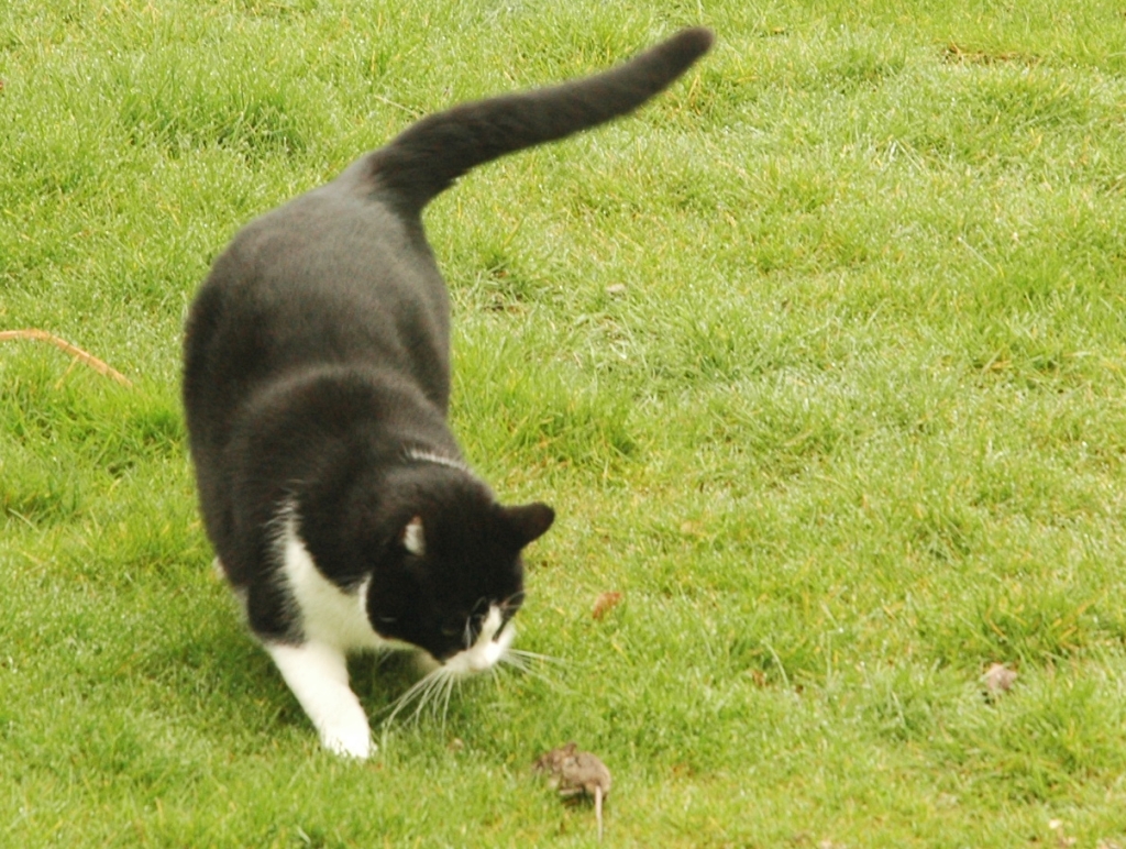 cat stalking mouse