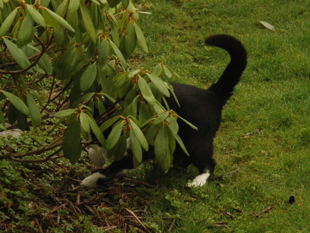 070331_mouse-hunt07.jpg