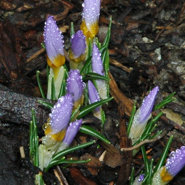 070203_crocus-02.JPG