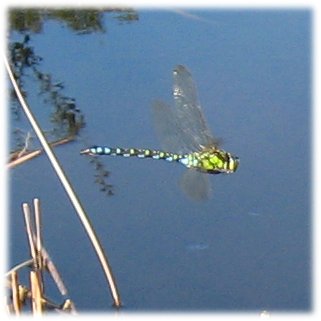 Huge Dragonflies