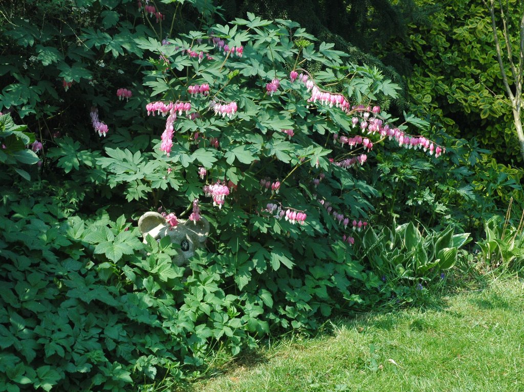 dicentra-s.JPG